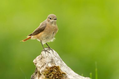 Atlantik meşe ve kayın ormanlarında bahar gününün son ışıklarıyla sıradan bir kızıl kız.