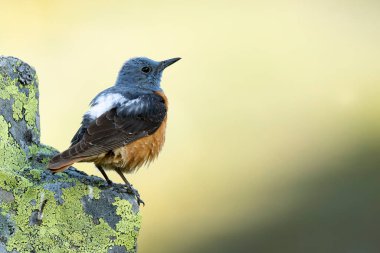 Erkek Rufous kuyruklu kaya ardıç kuşu, bahar günü, sarı çiçekli ve taşlı çalılarla yüksek bir dağ bölgesinde güneş doğmadan önce yuvalanır.