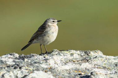 Gün doğmadan önce, yüksek bir dağ bölgesinde, ilkbahar günü kayalarla birlikte yuva yaptığı bölgede su birikintisi var.
