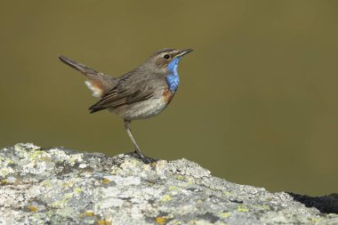 Mavi boğazlı erkek, güneş doğmadan önce, bir bahar günü, sarı çiçekli ve taşlı çalılarla dolu yüksek bir dağ bölgesinde yuva yapıyor.