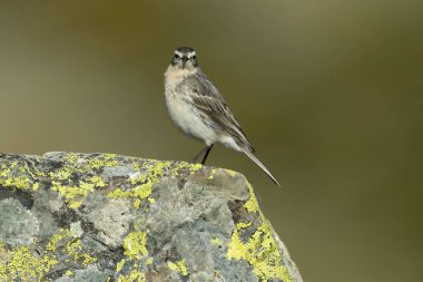 Water pipit in its nesting territory before sunrise in a high mountain area with rocks on a spring day clipart