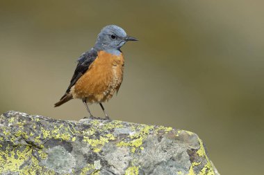 Erkek Rufous kuyruklu kaya ardıç kuşu, bahar günü, sarı çiçekli ve taşlı çalılarla yüksek bir dağ bölgesinde güneş doğmadan önce yuvalanır.