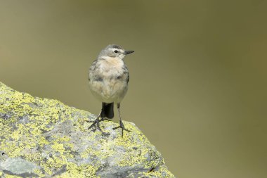 Water pipit in its nesting territory before sunrise in a high mountain area with rocks on a spring day clipart