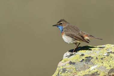 Mavi boğazlı erkek, güneş doğmadan önce, bir bahar günü, sarı çiçekli ve taşlı çalılarla dolu yüksek bir dağ bölgesinde yuva yapıyor.