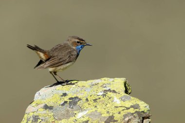 Mavi boğazlı erkek, güneş doğmadan önce, bir bahar günü, sarı çiçekli ve taşlı çalılarla dolu yüksek bir dağ bölgesinde yuva yapıyor.
