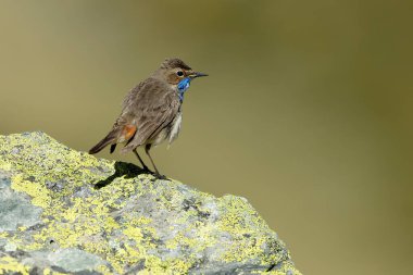 Mavi boğazlı erkek, güneş doğmadan önce, bir bahar günü, sarı çiçekli ve taşlı çalılarla dolu yüksek bir dağ bölgesinde yuva yapıyor.