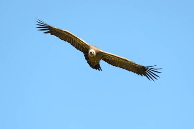 Akbaba Griffon Akbabası Alp otlarının ve kayalık çıkıntıların olduğu bir alanda öğleden sonra geç saatlerde sarı çiçekli çalılarla uçuyor.