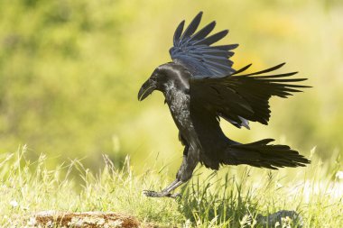Yaygın kuzgunlar, yüksek bir dağda, sarı çiçekli çalılarla birlikte bahar gününün son ışıklarıyla uçuyor.