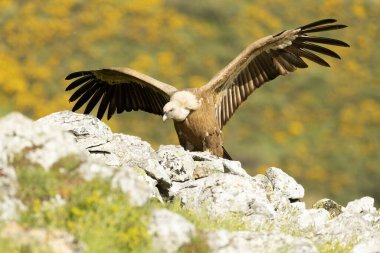 Griffon akbabası, yüksek bir dağ bölgesinde sarı çiçekli çalılarla bir bahar gününün son ışıklarıyla uçuyor.