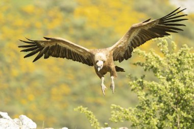 Griffon akbabası, yüksek bir dağ bölgesinde sarı çiçekli çalılarla bir bahar gününün son ışıklarıyla uçuyor.