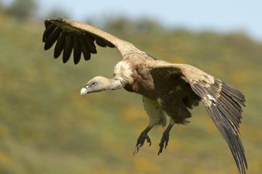 Griffon akbabası, yüksek bir dağ bölgesinde sarı çiçekli çalılarla bir bahar gününün son ışıklarıyla uçuyor.