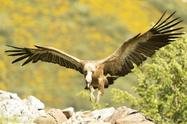 Griffon akbabası, yüksek bir dağ bölgesinde sarı çiçekli çalılarla bir bahar gününün son ışıklarıyla uçuyor.