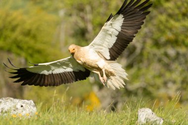 Egyptian vulture flying in a high mountain area with bushes with yellow flowers with the last lights of a spring day clipart