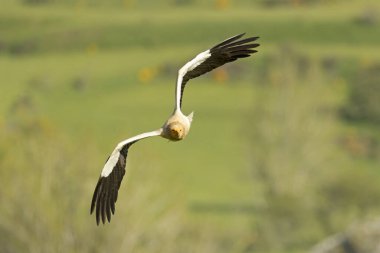 Egyptian vulture flying in a high mountain area with bushes with yellow flowers with the last lights of a spring day clipart