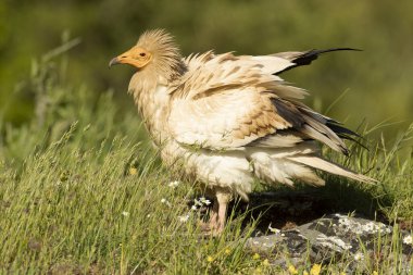 Mısırlı akbaba, yüksek bir dağ yamacında kayalarla kaplı bir çayırda bahar gününün son ışıklarıyla