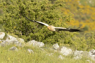 Egyptian vulture flying in a high mountain area with bushes with yellow flowers with the last lights of a spring day clipart