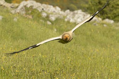 Mısırlı akbaba yüksek bir dağ bölgesinde uçuyor. Sarı çiçekli çalılar ve bahar gününün son ışıkları.