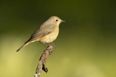 Atlantik meşe ve kayın ormanlarında bahar gününün son ışıklarıyla sıradan bir kızıl kız.