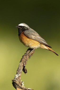 Baharda kayın ve meşe ormanlarında günün son ışıklarıyla sıradan bir kızıl erkek.