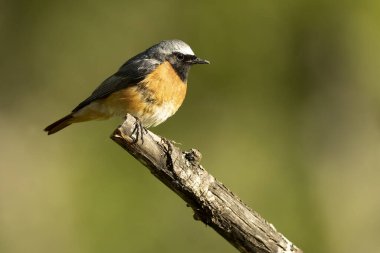 Baharda kayın ve meşe ormanlarında günün son ışıklarıyla sıradan bir kızıl erkek.