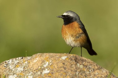 Baharda kayın ve meşe ormanlarında günün son ışıklarıyla sıradan bir kızıl erkek.