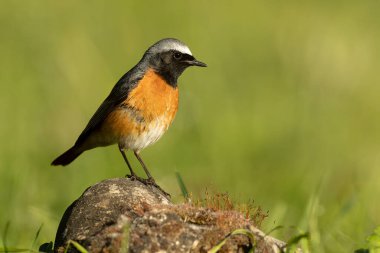 Baharda kayın ve meşe ormanlarında günün son ışıklarıyla sıradan bir kızıl erkek.