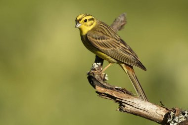 Sarı çekiç erkek, kayın ve meşe ormanlarında günün son ışıklarıyla azgın tüyler içinde.