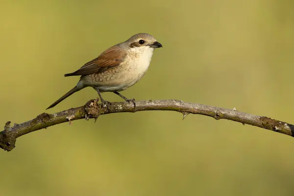 stock image Female Red-backed Shrike on her breeding territory in an Atlantic forest with hawthorn bushes, oaks and beeches at first light