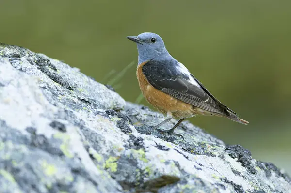 stock image Male Rufous-tailed rock thrush in its nesting territory before sunrise in a high mountain area with bushes with yellow flowers and rocks on a spring day