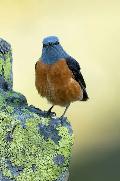 stock image Male Rufous-tailed rock thrush in its nesting territory before sunrise in a high mountain area with bushes with yellow flowers and rocks on a spring day