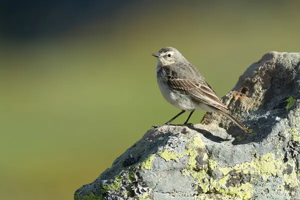 stock image Water pipit in its nesting territory before sunrise in a high mountain area with rocks on a spring day