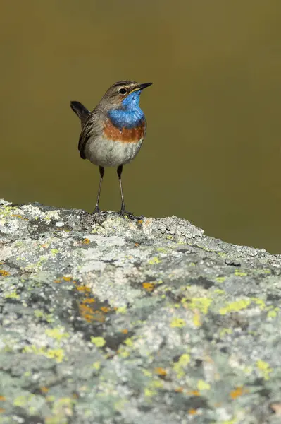 stock image Bluethroat male in its nesting territory before sunrise in a high mountain area with bushes with yellow flowers and rocks on a spring day