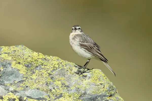 stock image Water pipit in its nesting territory before sunrise in a high mountain area with rocks on a spring day