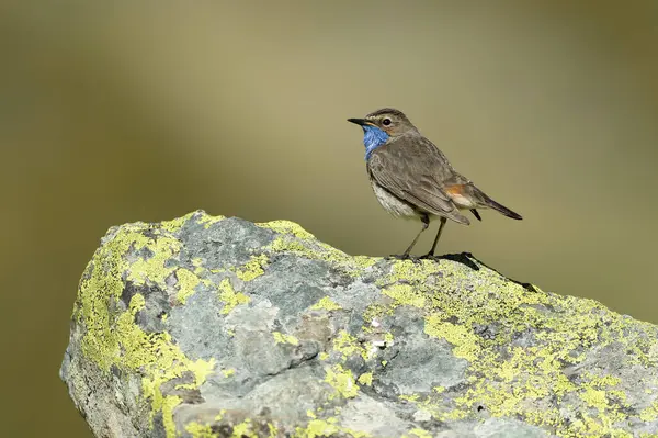 stock image Bluethroat male in its nesting territory before sunrise in a high mountain area with bushes with yellow flowers and rocks on a spring day