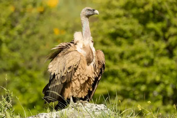 Griffon akbabası, bir bahar gününün ilk ışıklarıyla dağlık bir alanda, kayalar ve sarı çiçekli çalılar...