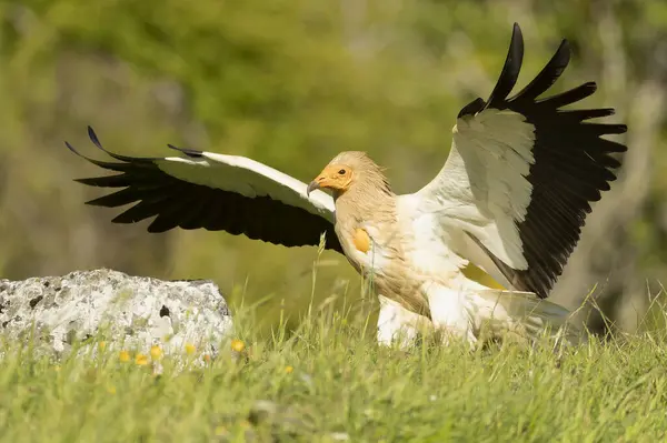 stock image Egyptian vulture flying in a high mountain area with bushes with yellow flowers with the last lights of a spring day