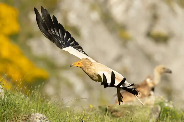 stock image Egyptian vulture flying in a high mountain area with bushes with yellow flowers with the last lights of a spring day