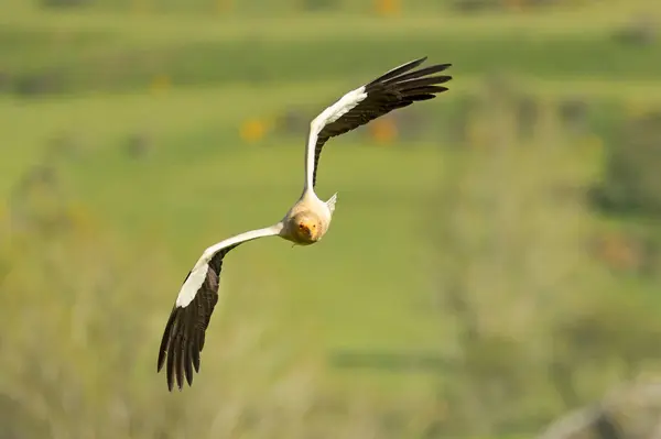 stock image Egyptian vulture flying in a high mountain area with bushes with yellow flowers with the last lights of a spring day