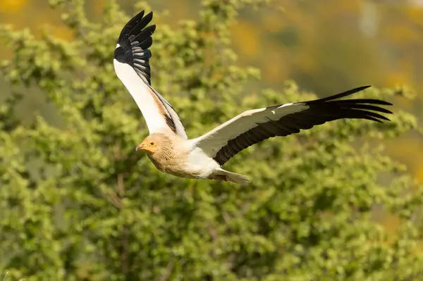 stock image Egyptian vulture flying in a high mountain area with bushes with yellow flowers with the last lights of a spring day