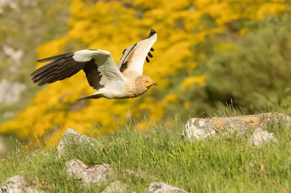 stock image Egyptian vulture flying in a high mountain area with bushes with yellow flowers with the last lights of a spring day