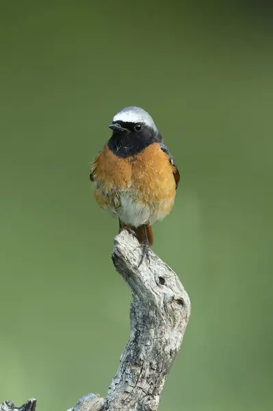 stock image Common redstart male in a beech and oak forest in spring with the last light of the day