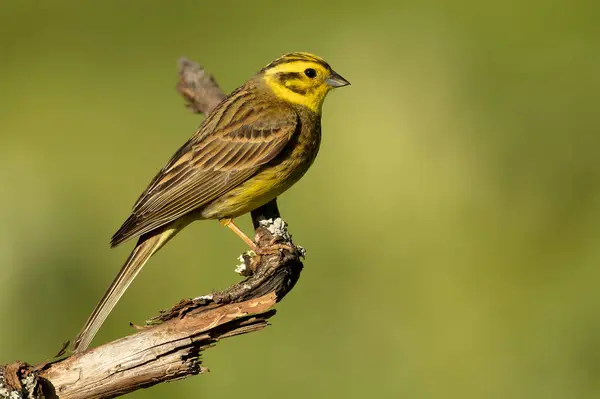 stock image Yellowhammer male in rutting plumage in a beech and oak forest in spring with the last light of the day