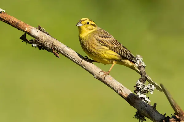 stock image Yellowhammer male in rutting plumage in a beech and oak forest in spring with the last light of the day