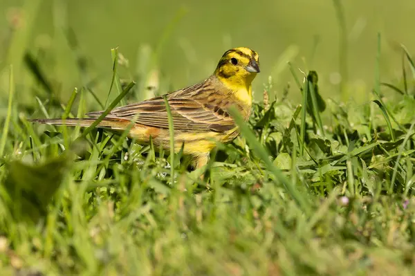 stock image Yellowhammer male in rutting plumage in a beech and oak forest in spring with the last light of the day