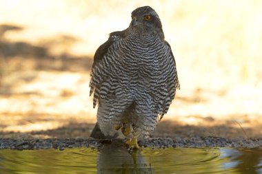 Yetişkin dişi Kuzeyli Şahin Akdeniz 'de bir çam ve meşe ormanında bir yaz gününün son ışığında içme ve banyo yapıyor.