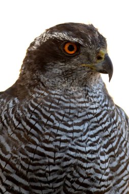 Adult female Northern Goshawk at a watering hole in a Mediterranean pine and oak forest in the last light of a summer day clipart