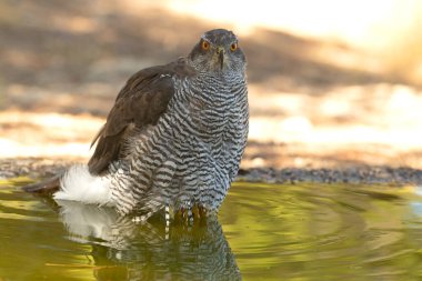 Yetişkin dişi Kuzeyli Şahin Akdeniz 'de bir çam ve meşe ormanında bir yaz gününün son ışığında içme ve banyo yapıyor.