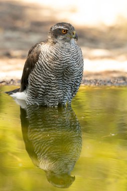Yetişkin dişi Kuzeyli Şahin Akdeniz 'de bir çam ve meşe ormanında bir yaz gününün son ışığında içme ve banyo yapıyor.
