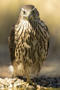 Genç erkek Kuzey Goshawk Akdeniz 'de bir çam ve meşe ormanında bir su birikintisinde yaz gününün son ışığında