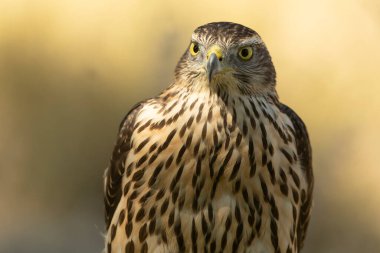 Genç erkek Kuzey Goshawk Akdeniz 'de bir çam ve meşe ormanında bir su birikintisinde yaz gününün son ışığında